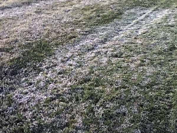Tuesday morning frost
